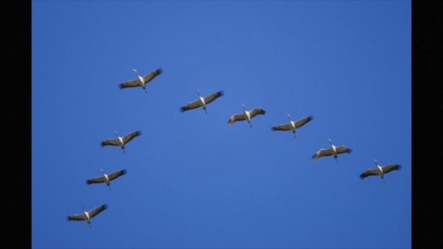 Роман Тамберг-Про птиц ( стихотворная версия, читает Михаил Окатьев) смотреть онлайн