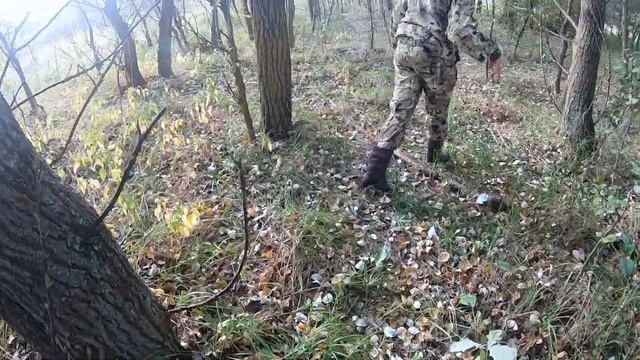 Осенние маслята. Грибов не много, но они есть и хорошие. смотреть онлайн