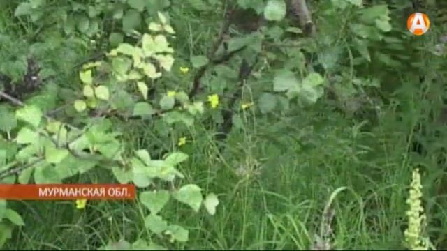 Грибников много - у мурманских спасателей горячая пора 11.09.2015 смотреть онлайн