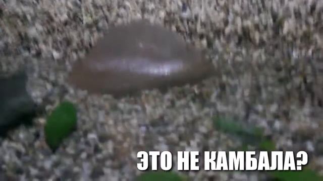 ВЛОГ В ОКЕАНАРИУМЕ смотреть онлайн