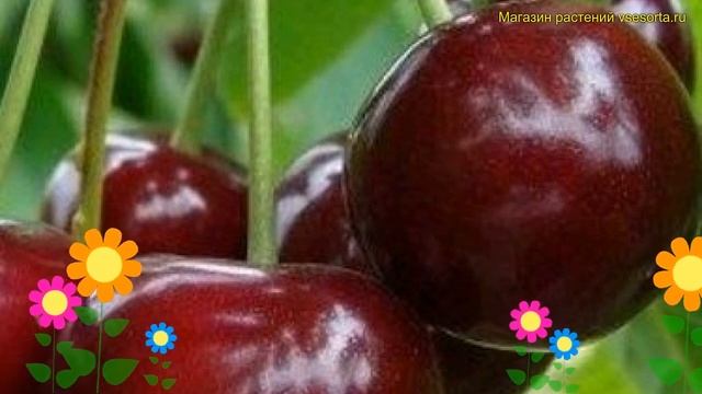 Лавровишня обыкновенная, лекарственная. Краткий обзор, описание prunus cerasus игрушка (дюк) смотреть онлайн