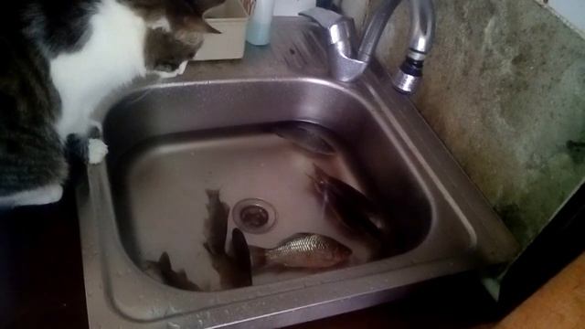 Мой кот Степан ловит рыбу в умывальнике.кот ловит рыбу. the cat catches fish. смотреть онлайн