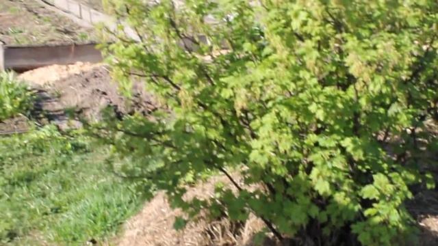 ПАУТИНА на СМОРОДИНЕ!? Это крыжовниковая огнёвка!!! смотреть онлайн