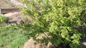 ПАУТИНА на СМОРОДИНЕ!?  Это крыжовниковая огнёвка!!!
