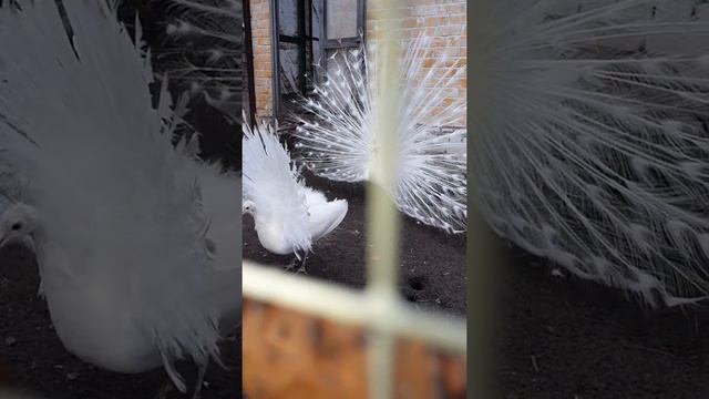 Белый павлин распускает хвост смотреть онлайн