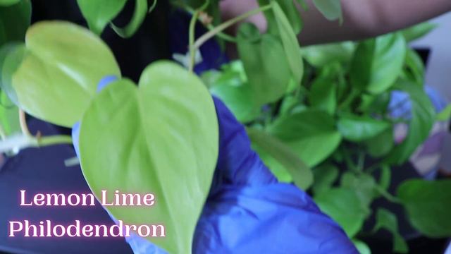 Lemon Lime Philodendron vs. Neon Pothos! SPOT THE DIFFERENCES EASILY! смотреть онлайн