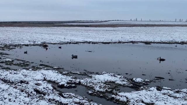 Охота на гуся. На полях. Открытие 2021. смотреть онлайн