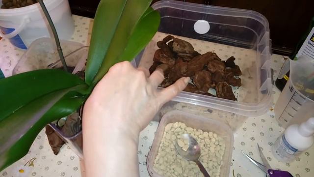 Посадка Орхидеи в Закрытую Систему | Кора GreenGardenPro, Zeoflora, Хлорелла