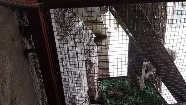 МАНуЛ ТИМОфЕЙ москОвский зооПарк?MANUL TIMOFEY MOSCOW ZOO? смотреть онлайн