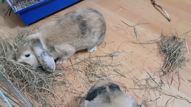 КРОЛИК БАФФИ ГОТОВИТ ГНЕЗДО ДЛЯ КРОЛЬЧАТ. РОДИЛЬНЫЙ ДОМ для КРОЛИКА как они нянчат своих детей смотреть онлайн