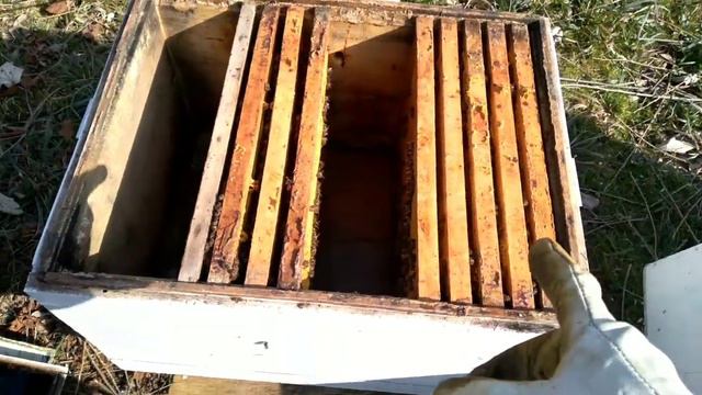 Пасека 26.03.2022. Собираю первую пыльцу здоровья для). Весеннее объединение пчел. смотреть онлайн