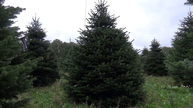 Пихта Нордмана (срубленная новогодняя пихта)  22153