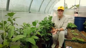 КАК ВЫРАСТИТЬ СОЧНЫЕ БАКЛАЖАНЫ? | Выращивание и подкормка баклажанов в теплице