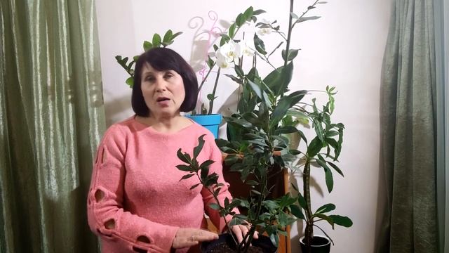 Лавр благородный. Мой опыт выращивания. смотреть онлайн