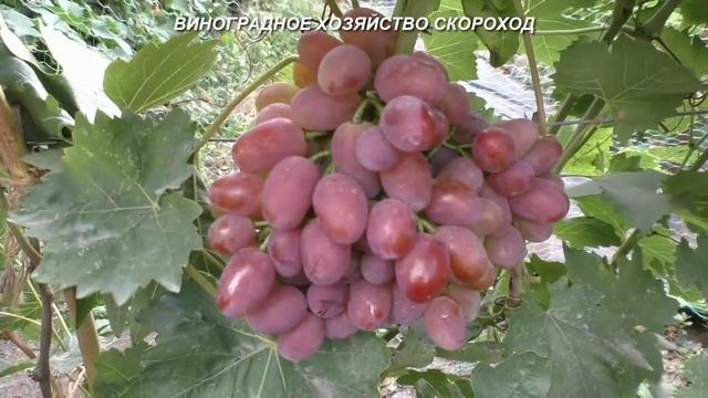 Сорта винограда 2020. Кетлин - достойная ранняя розовая форма смотреть онлайн