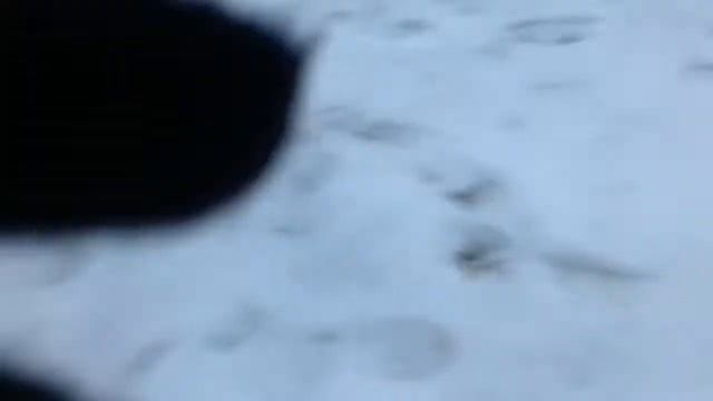 Mr_HaMster прыгнул и сломал ногу ШОК!!!! смотреть онлайн