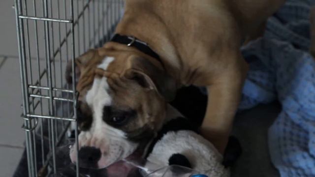 Old English Bulldog x American Bully - Rambo 4 Months смотреть онлайн