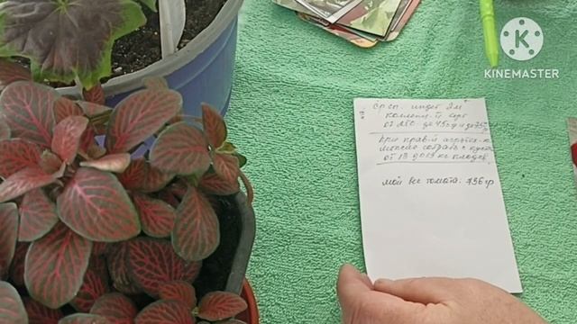 Сибирь. Обзор забытых мною крупноплодных и грушевидных сортов томатов. Часть 6. смотреть онлайн