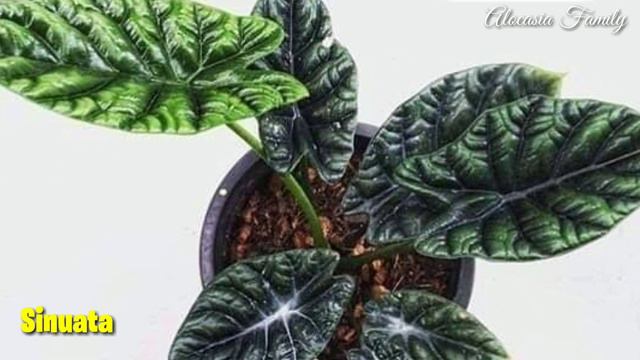 Alocasia Family смотреть онлайн