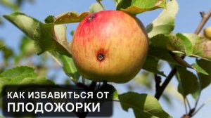 Червивые яблоки на дереве. Яблонная плодожорка, что делать и как бороться?