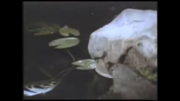 Mr Big Wild World с переводом RuSubSongs