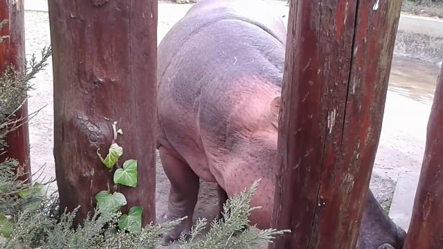 Бегемот зевает. Зоопарк г. Будапешт смотреть онлайн