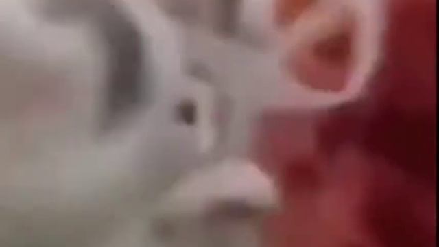 Всем превет с вами я Джокер Виктор Дудко кот смотреть онлайн