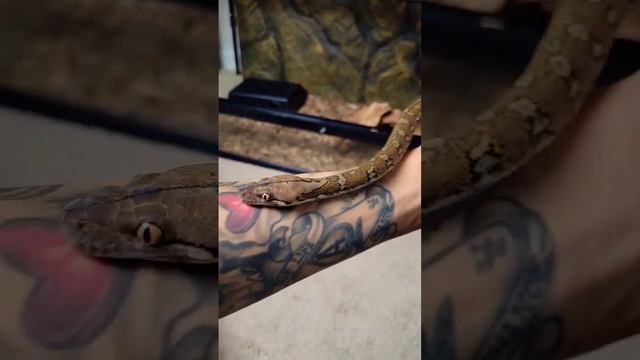 Wild type Reticulated Python pattern? ? #reticulatedpython #snake #pets #reptiles #retic #serpent смотреть онлайн
