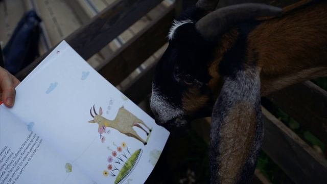 Новая книга для малышей от 1 года "О Вове и Ляле" Прогулка на ферму смотреть онлайн