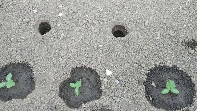???Высаживаю рассаду огурцов на грядку. смотреть онлайн