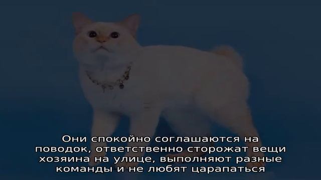 Породы кошек с коротким хвостом смотреть онлайн