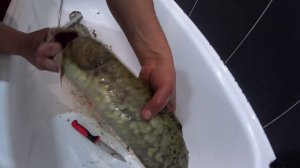 Снимаем слизь с налима!!! Как просто удалить слизь с налима!!!