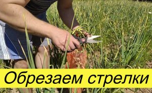Обрезаем чесночные стрелки