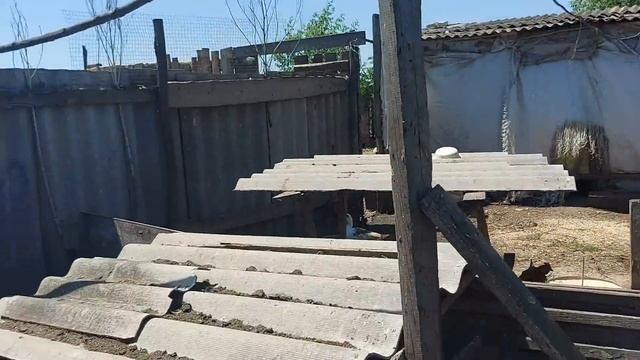 Отличие утят на комбикорме и без.