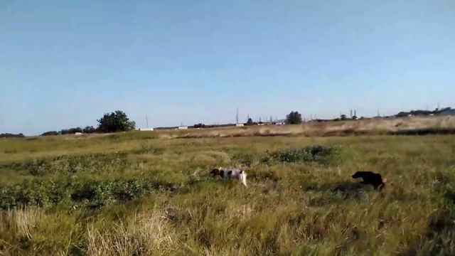 Бритон и Выжла.