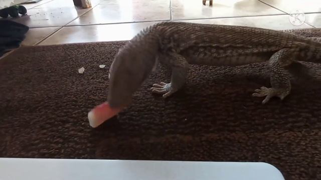 Savannah Monitor Eats Fish! #MFR #Feeding #Fish #SavannahMonitor #Lizards #MarquezFamilyReptiles смотреть онлайн
