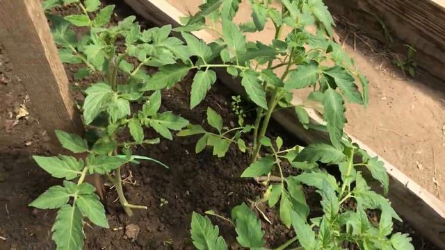 Как себя чувствуют мои замершие помидоры в теплице И в открытом грунте смотреть онлайн