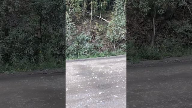 Северо Енисейская дорога. Дорога домой и долгожданная встреча с хозяином тайги.