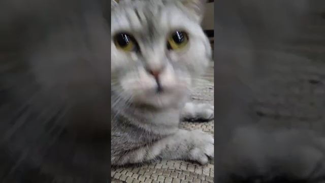 Кот раскосые глаза смотреть онлайн