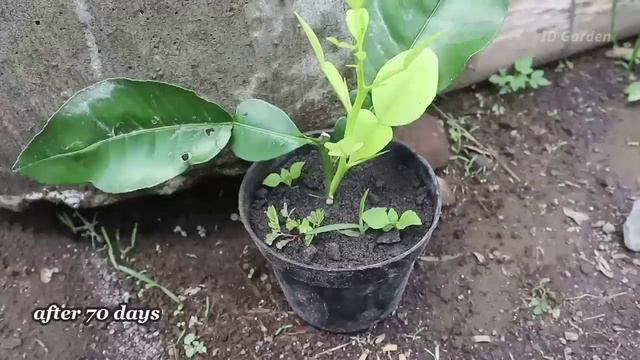 Best way grow lemon cuttings in just 30 days смотреть онлайн