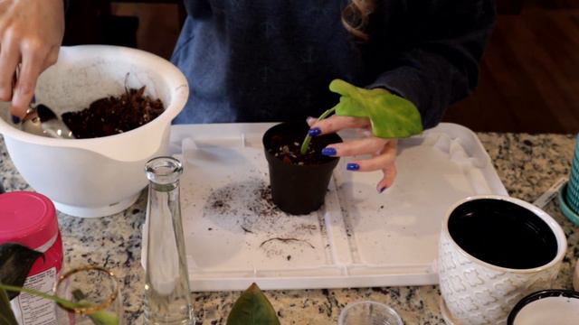 Potting Up My Houseplants In Winter