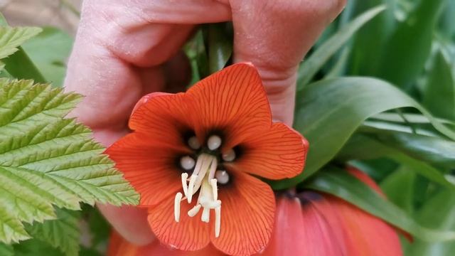 Fritillaria imperialis (Crown Imperial): description and cultivation смотреть онлайн