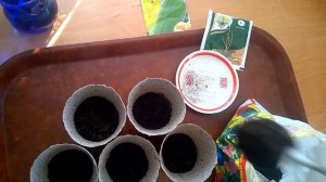 Как посеять семена люффы на рассаду.