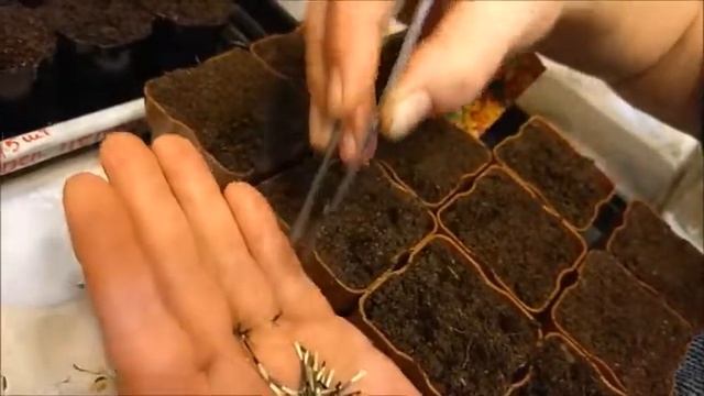 ОТ РАССАДЫ ДО ЗАКРУТКИ.Ранние перцы,белые баклажаны,бархатцы. смотреть онлайн