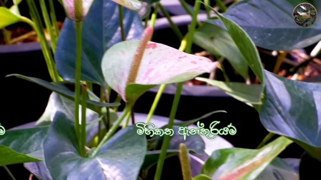 My Anthurium Collection | How To Care For Anthuriums | Rare Houseplants смотреть онлайн