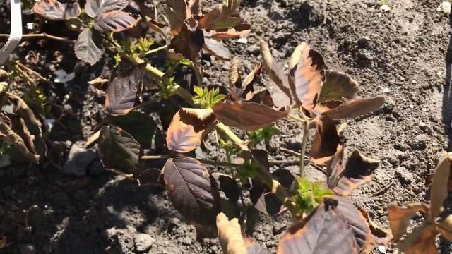 Ежевика Фридом, тревелер, блэк джем, чёрная магия. смотреть онлайн