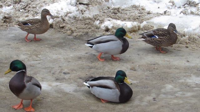 BIRDS IN MOSCOW. DUCKS IN TSARITSYNO. УТКИ В МОСКВЕ. #moscow #birds #москва #птицы #царицыно смотреть онлайн