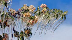 Rameau -  Les Fetes d'Hebe, La Danse, Scene VII  - Teodor Currentzis