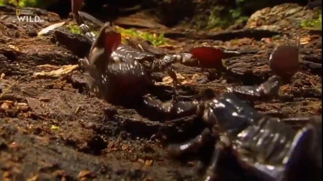 САМЫЕ ОПАСНЫЕ ЖИВОТНЫЕ. СКОРПИОН.МОРСКОЙ ЛЕВ. National Geographic Wild