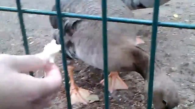 Гуси - Рижский зоопарк [14.07.2012] смотреть онлайн